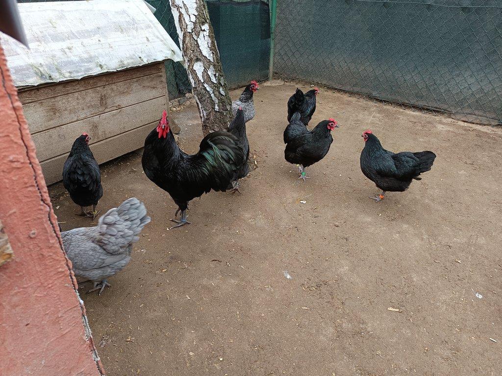 Australka zdrobnělá černá