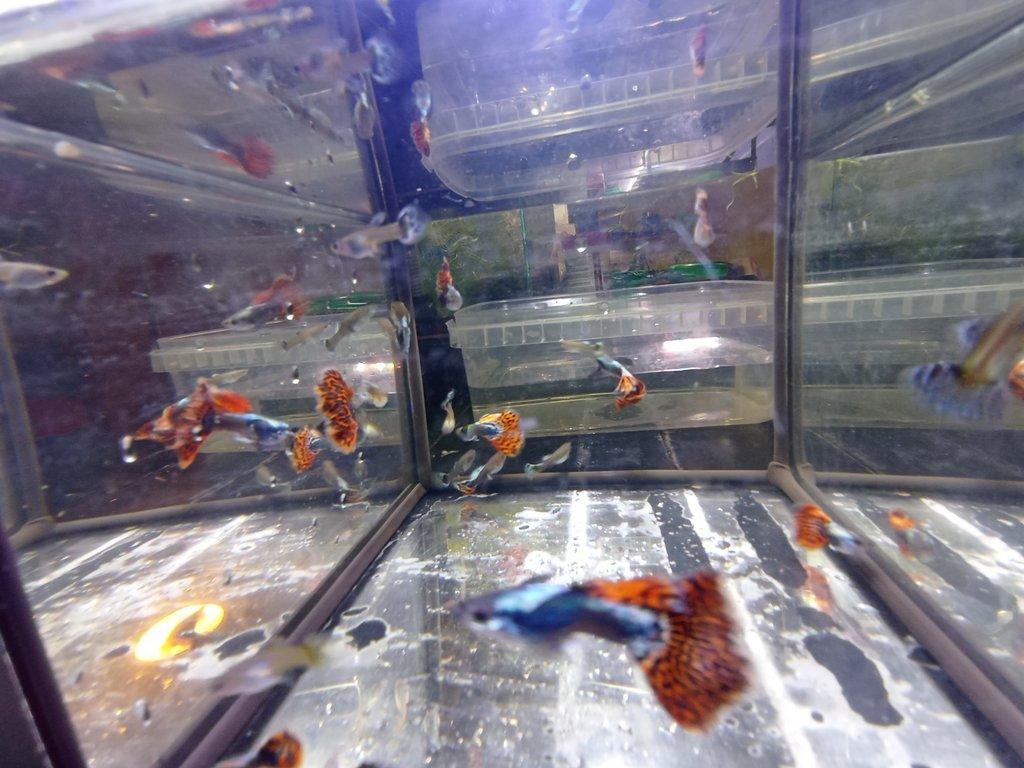 Poecilia reticulata - Red Mosaic Dumbo Ear