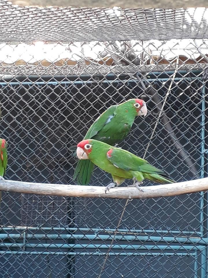 Aratinga červenolíca