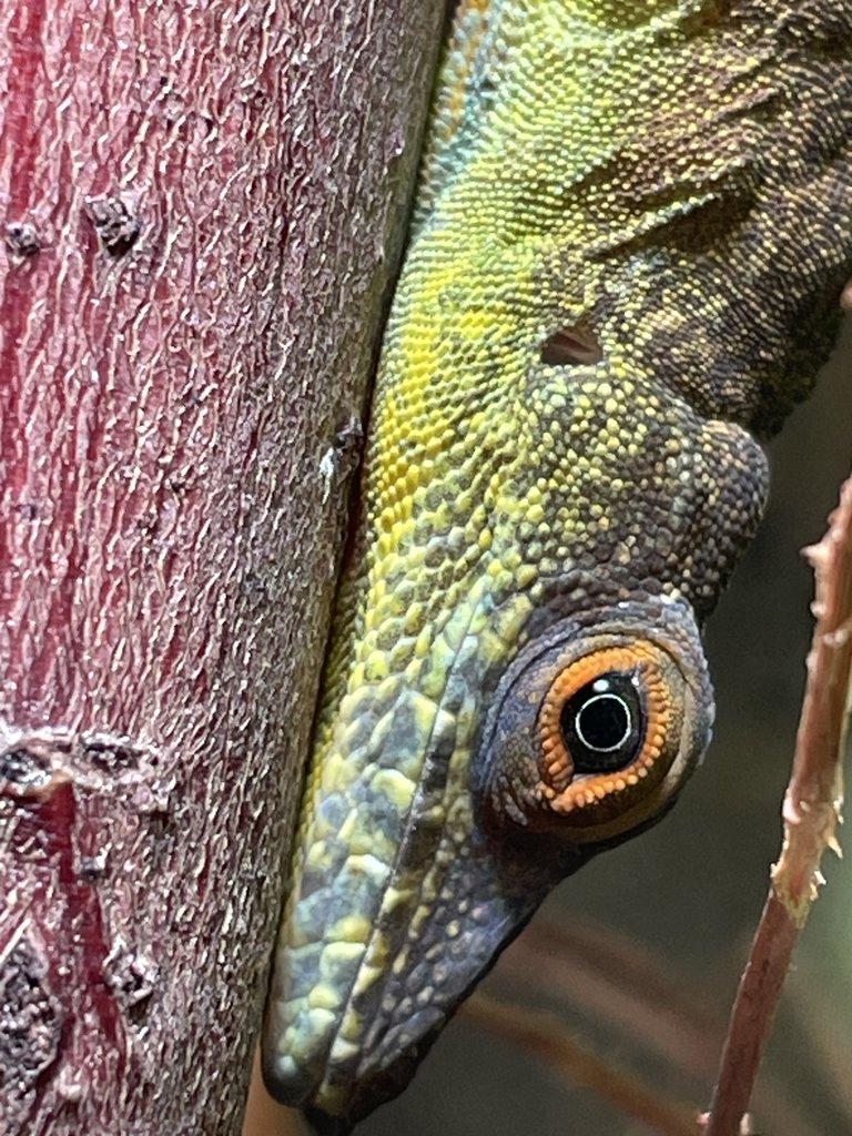 1,2 anolis desiradei