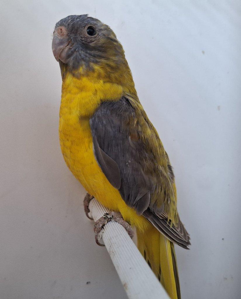 Neoféma tyrkysová žltobruchá