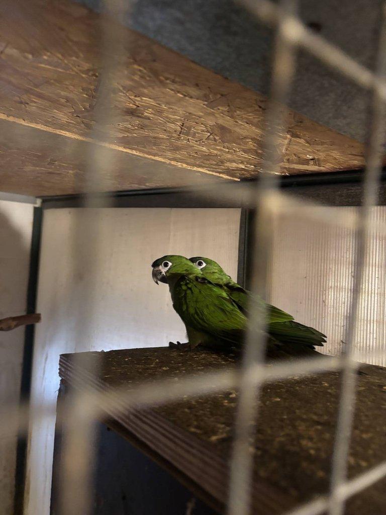 Prodám 0,1 ara červenoramenný (nobilis)