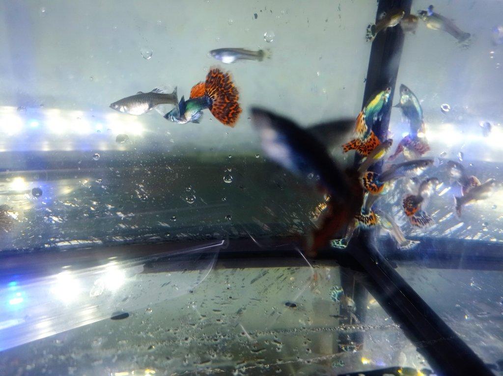 Poecilia reticulata - Red Mosaic Dumbo Ear