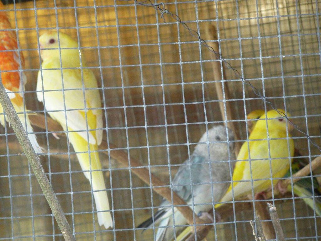 Prodám papoušek zpěvavý