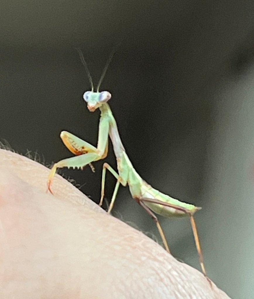 Rhombodera kirbyi páry alebo samice