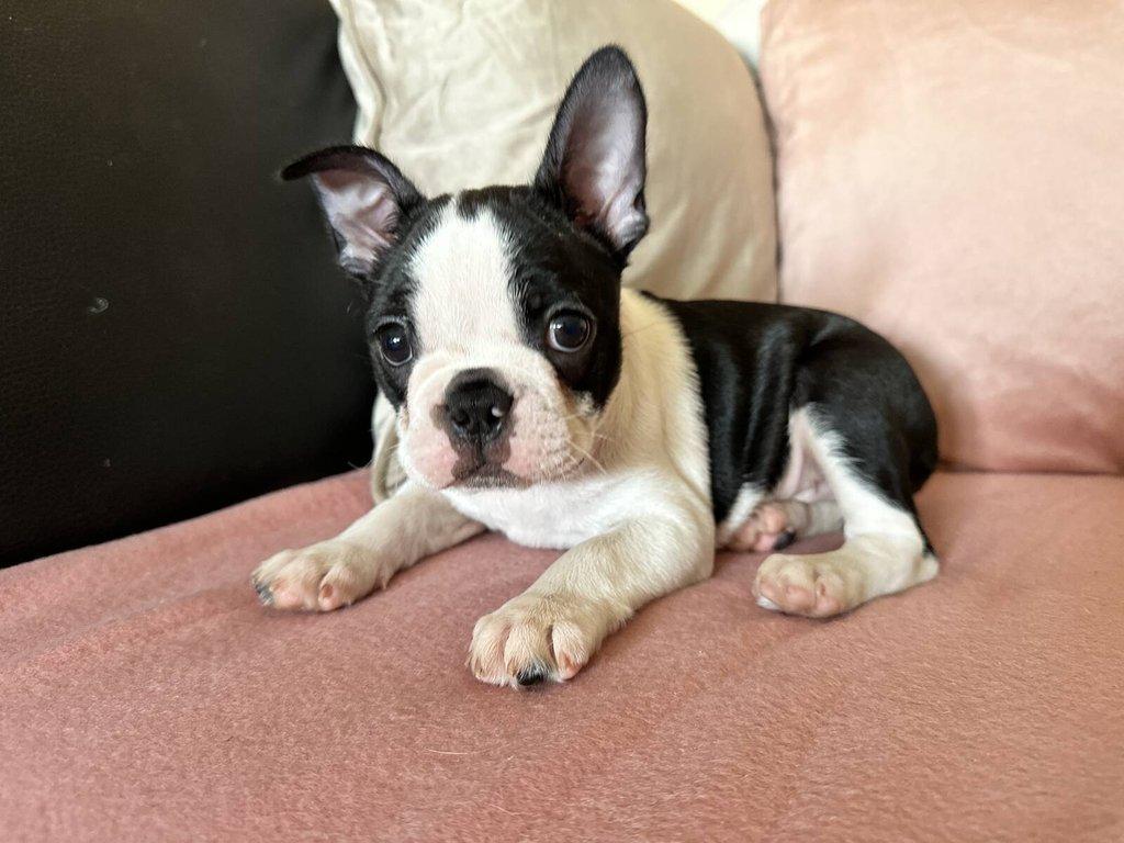 Bostonský teriér s PP FCI