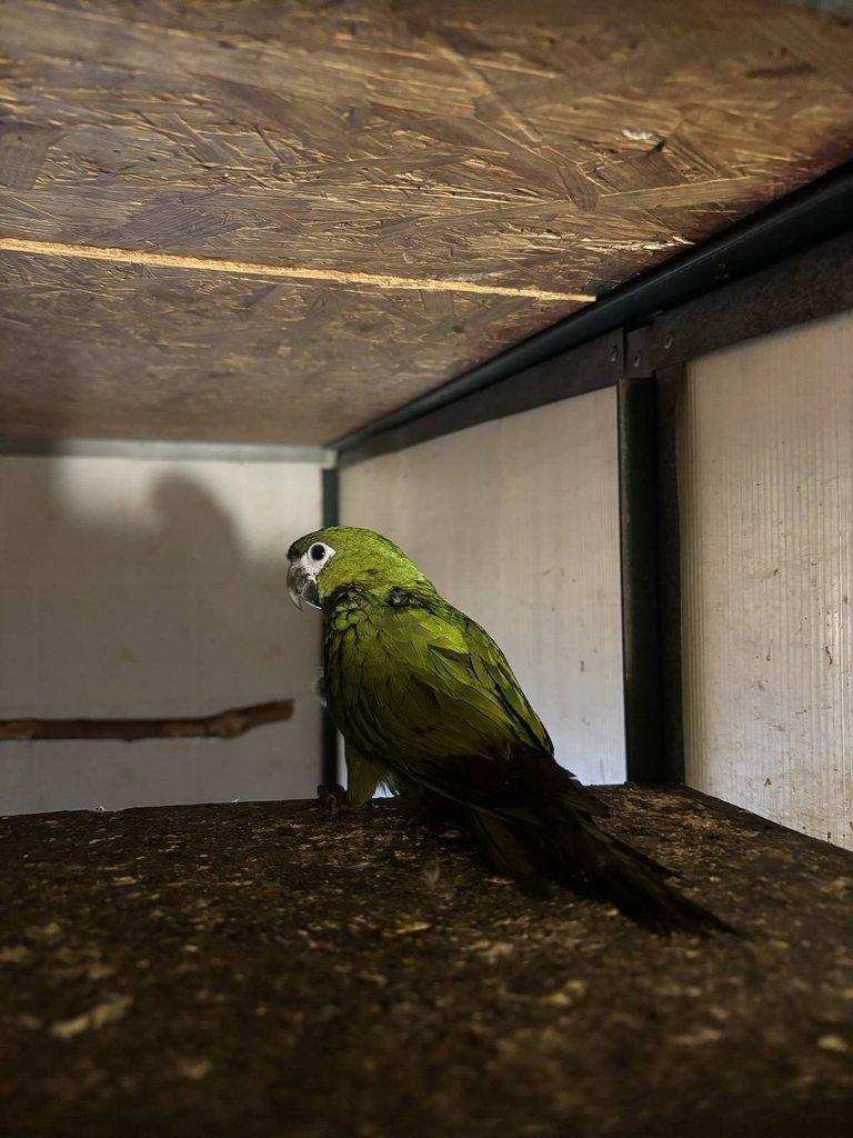 Prodám 0,1 ara červenoramenný (nobilis)