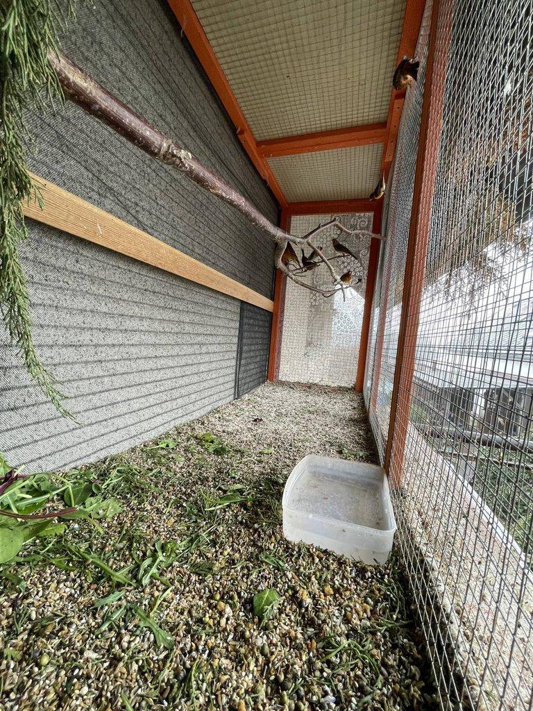 Kříženec konopka x kanářice