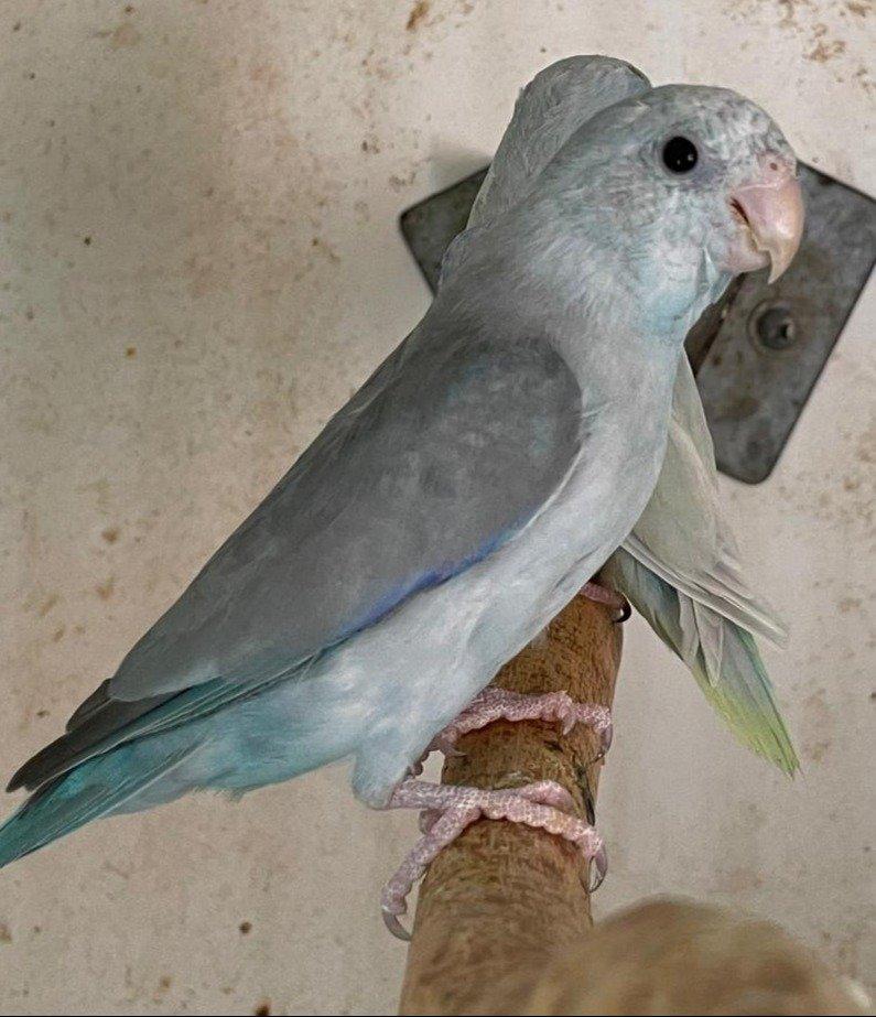 Papoušíček šedokřídlý