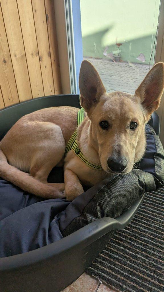 Štěně křížence vlčáka s labradorem