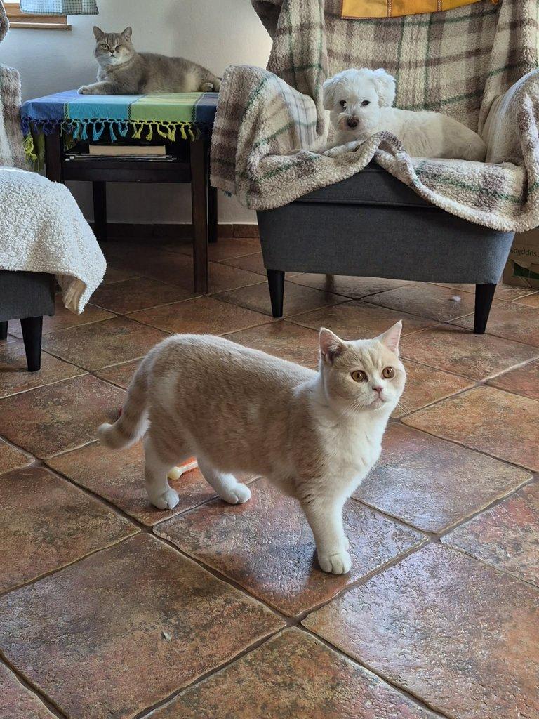 Kocourek Rendlík hledá své mazlitele