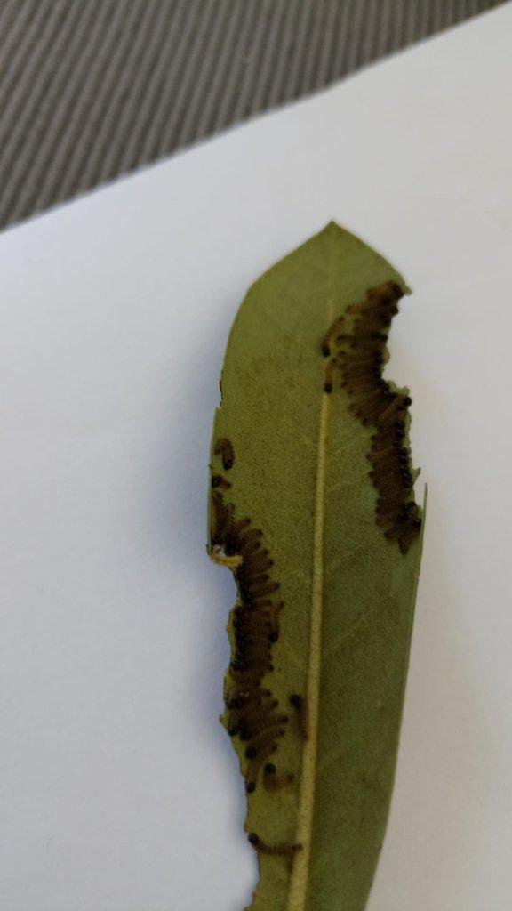 Housenky Cricula Trifenestrata