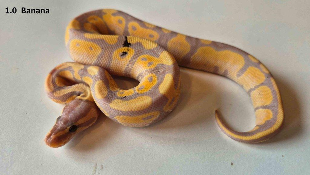 Krajta královská - prodám vlastní odchov 2023 - 2025