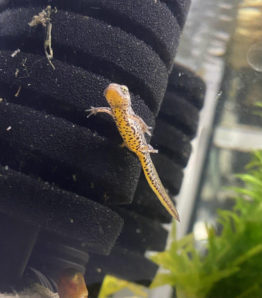 Čolci Lissotriton italicus - Faunatrhy Ostrava !