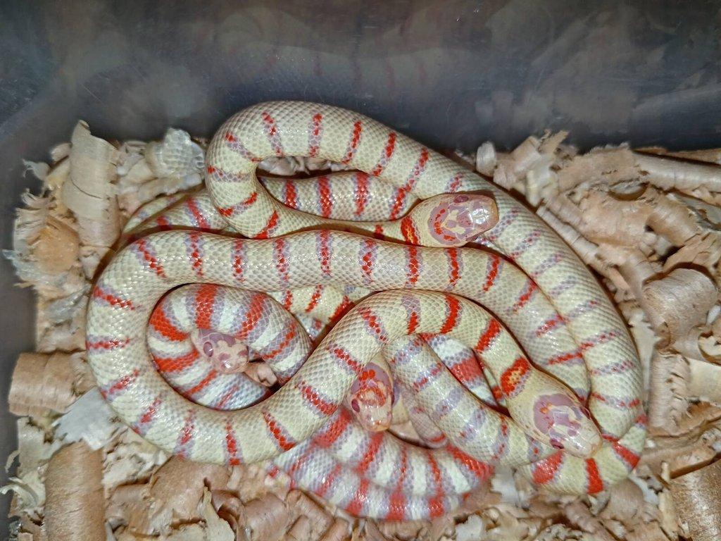 Užovka mexická yellow