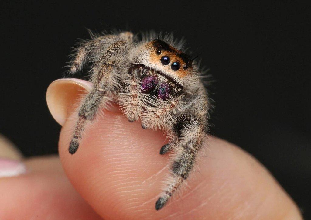 Phidippus regius Everglades, skákavka královská