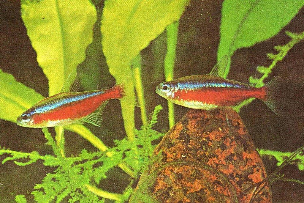Neonka červená- Paracheirodon axelrodi