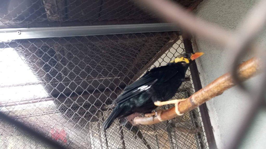 Prodám Loskuták posvatný