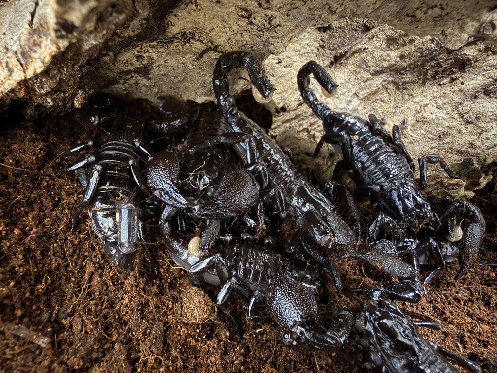 PANDINUS IMPERATOR - Veleštír císařský - ZIVA 20.12.