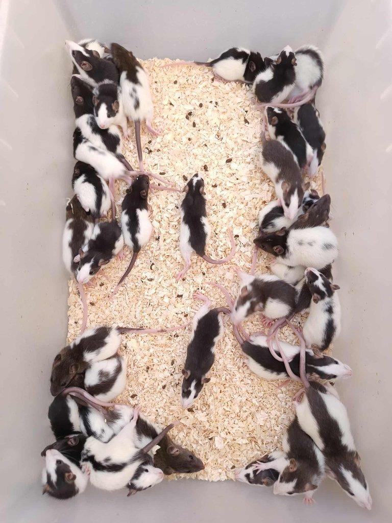 Potkani k odběru - různé velikosti