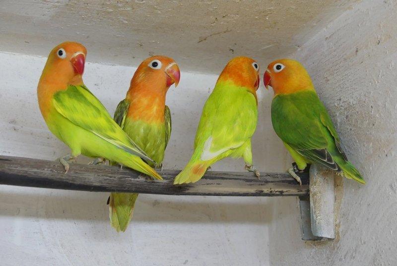 Prodám agap.fischeri