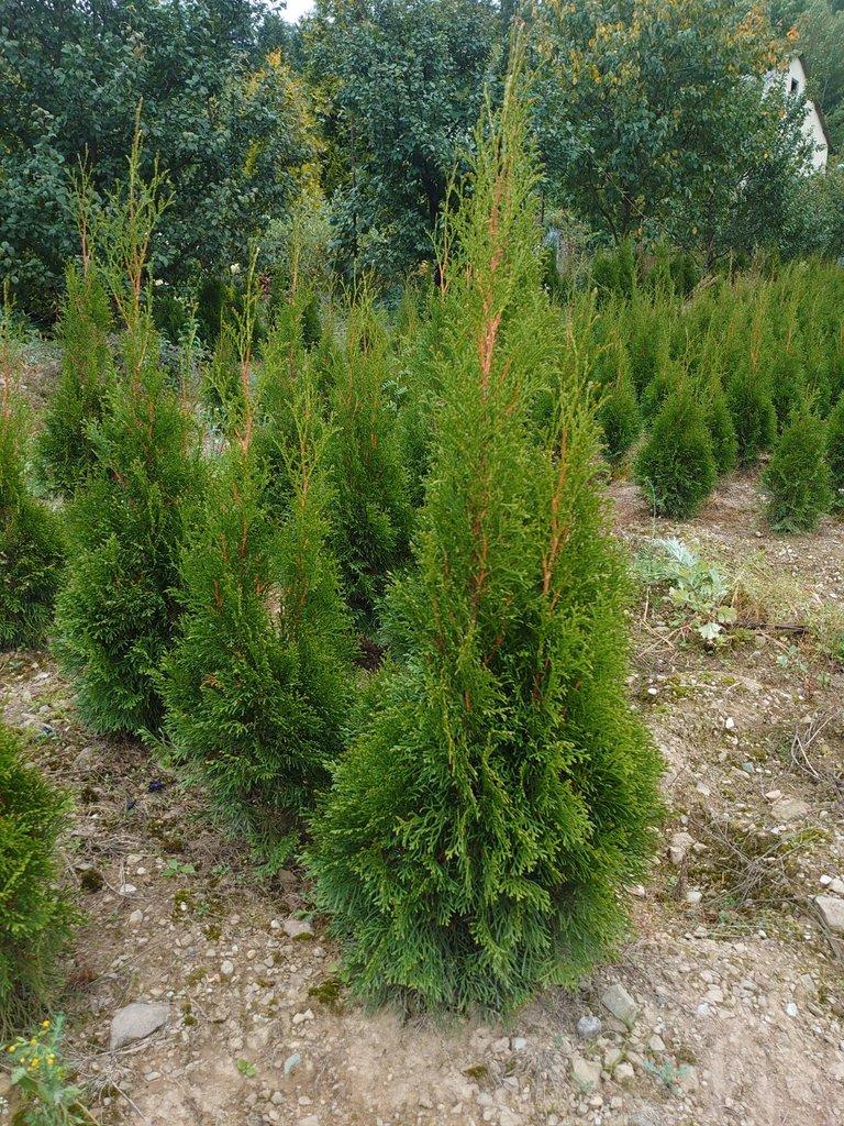 Jaro 2026 Thuje Smaragd na živý plot