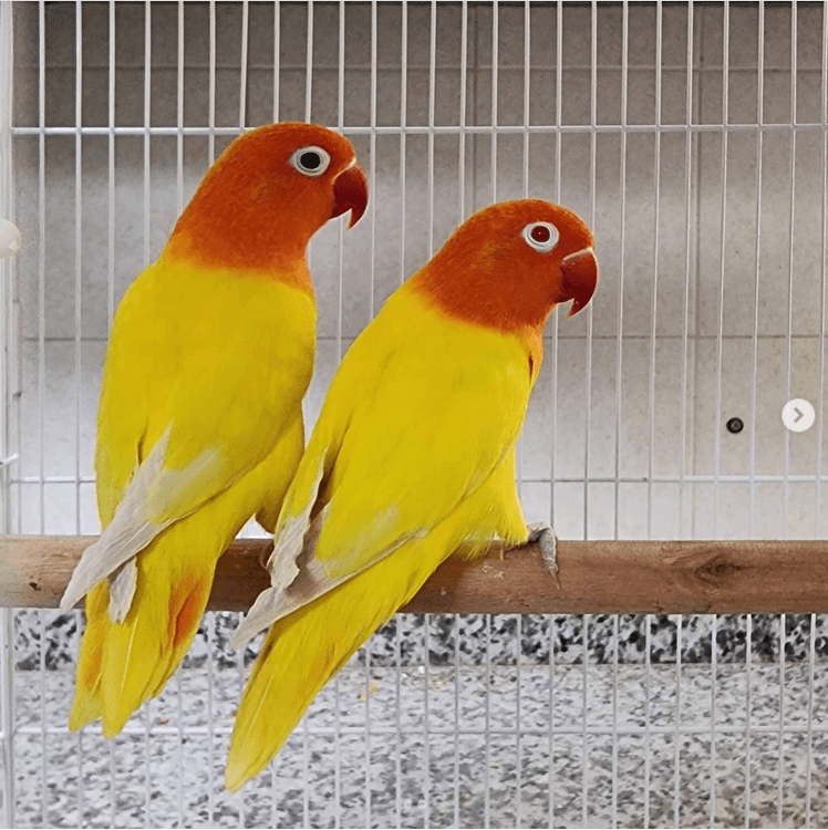 KOUPÍM Agapornis Fischeri lutino, lutino opalín