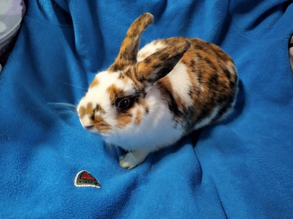 Nabízím zakrslého králíčka- hladkého stáří 8 měsíců