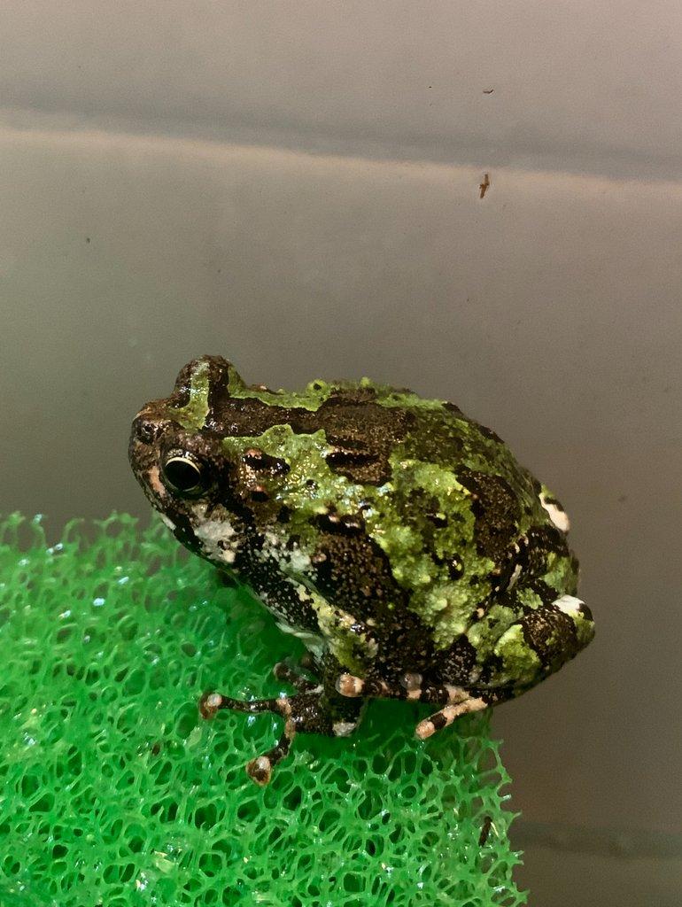 Parosničky Scaphiophryne marmorata