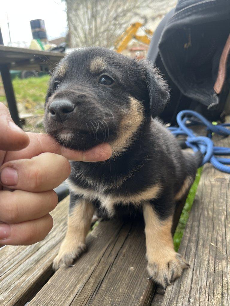 Prodám štěňátka