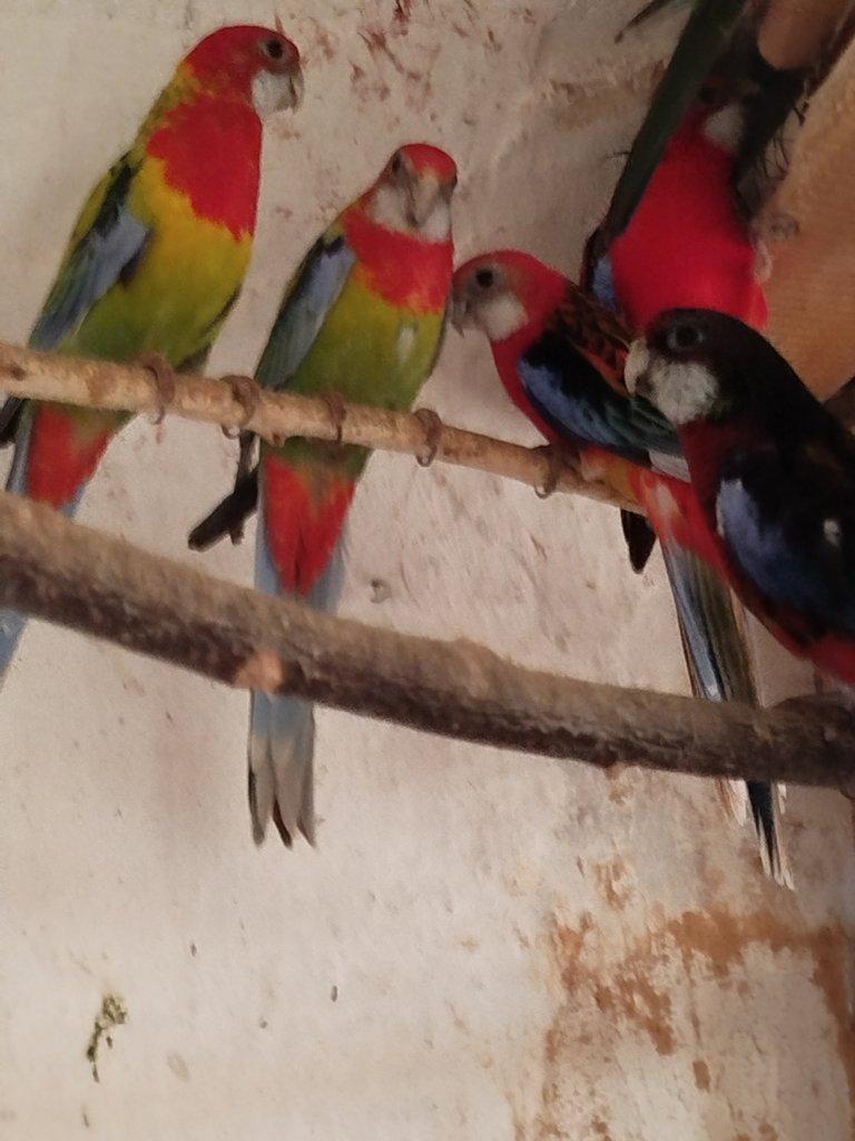 Rosela pestrá, Alexandr malý