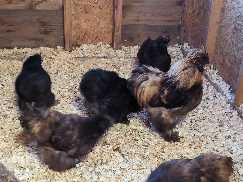 Hedvábničky velké vousaté EU černé a čoko