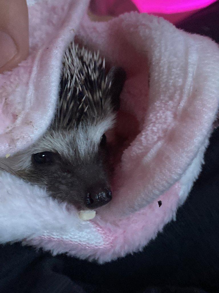 prodám samičku ježka bělobřicheho s klecí PRAHA