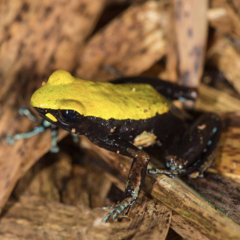 Mantella laevigata