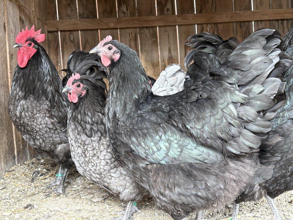 NV velká Australka černá a modrá s lemy