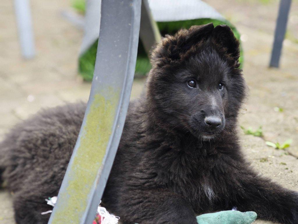 Belgický ovčák - Groenendael, 3 měs. pejsek s PP
