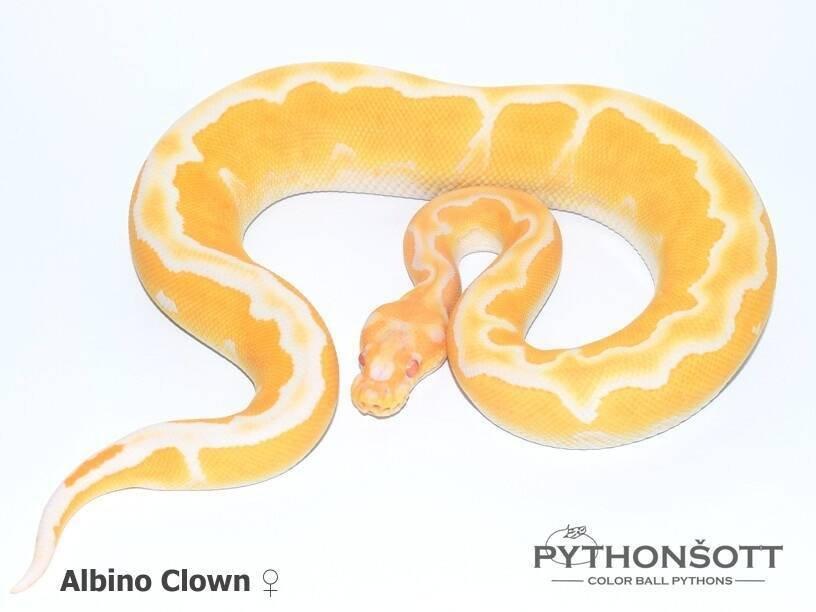 !!! UPRAVENÉ CENY !!! Krajta královská - mláďata