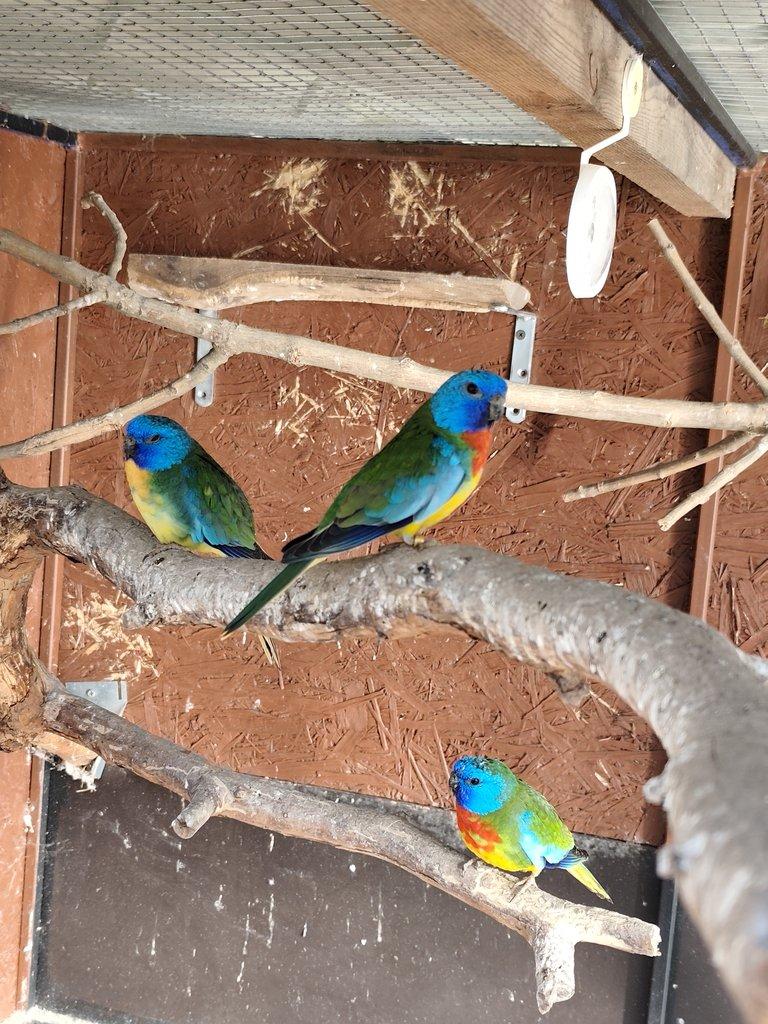 Neoféma modrohlavá