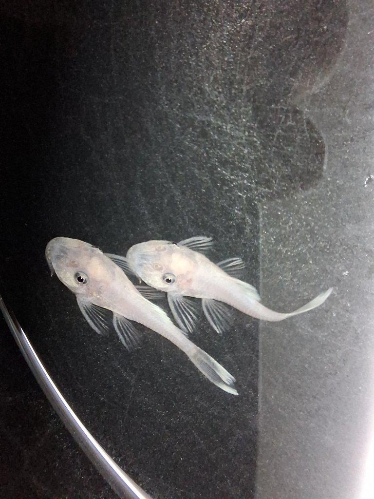 Ancistrus Snow White