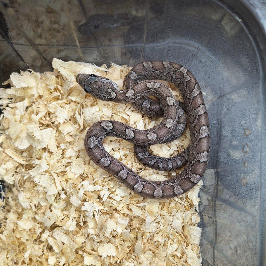 Užovka červená - Fauna trhy Ostrava 15.2.