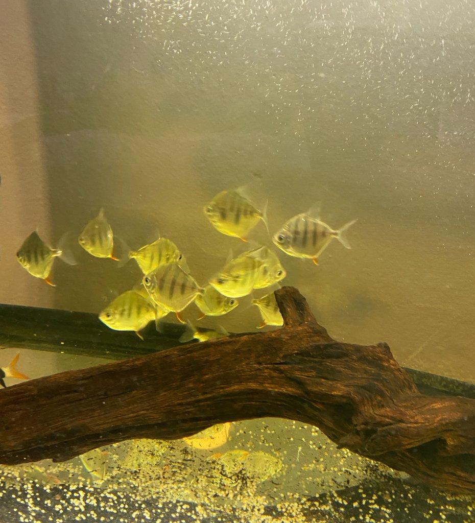 Metynnis, Heros, Botia, Arowana - Faunatrhy Ostrava !