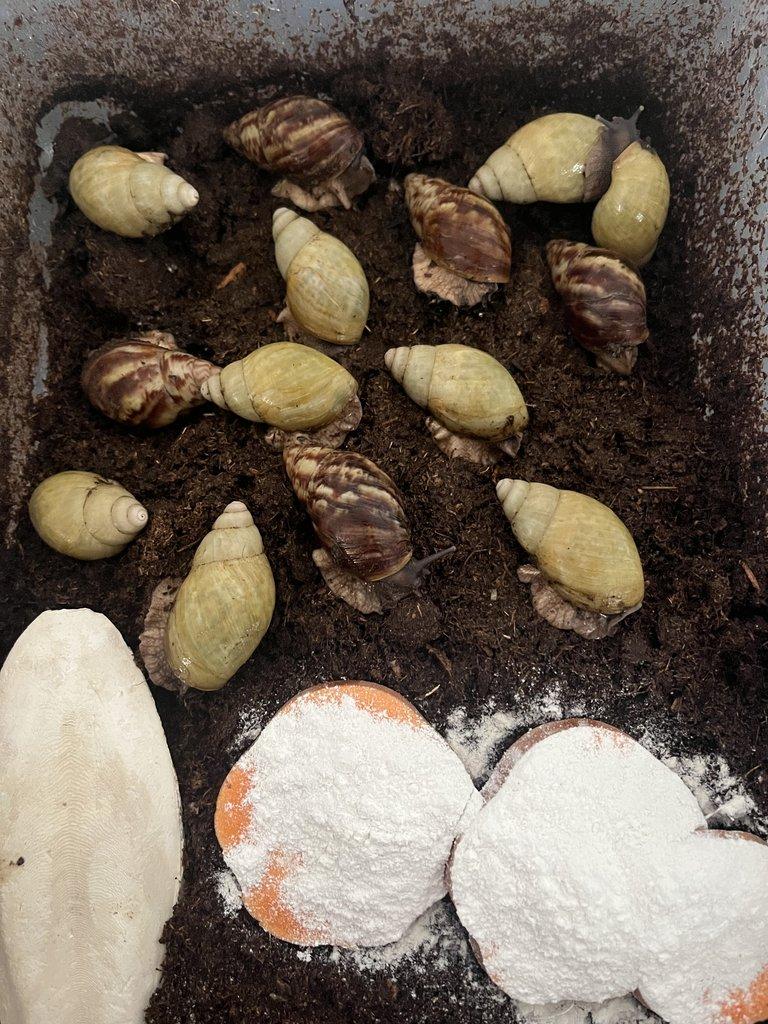 Africký šnek - mláďata