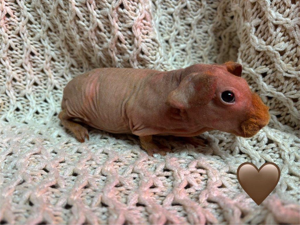 Skinny morčátka, samečci s PP