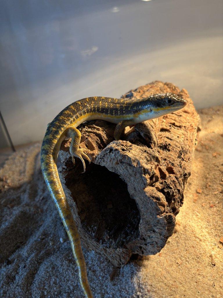Varanus storri 1.0