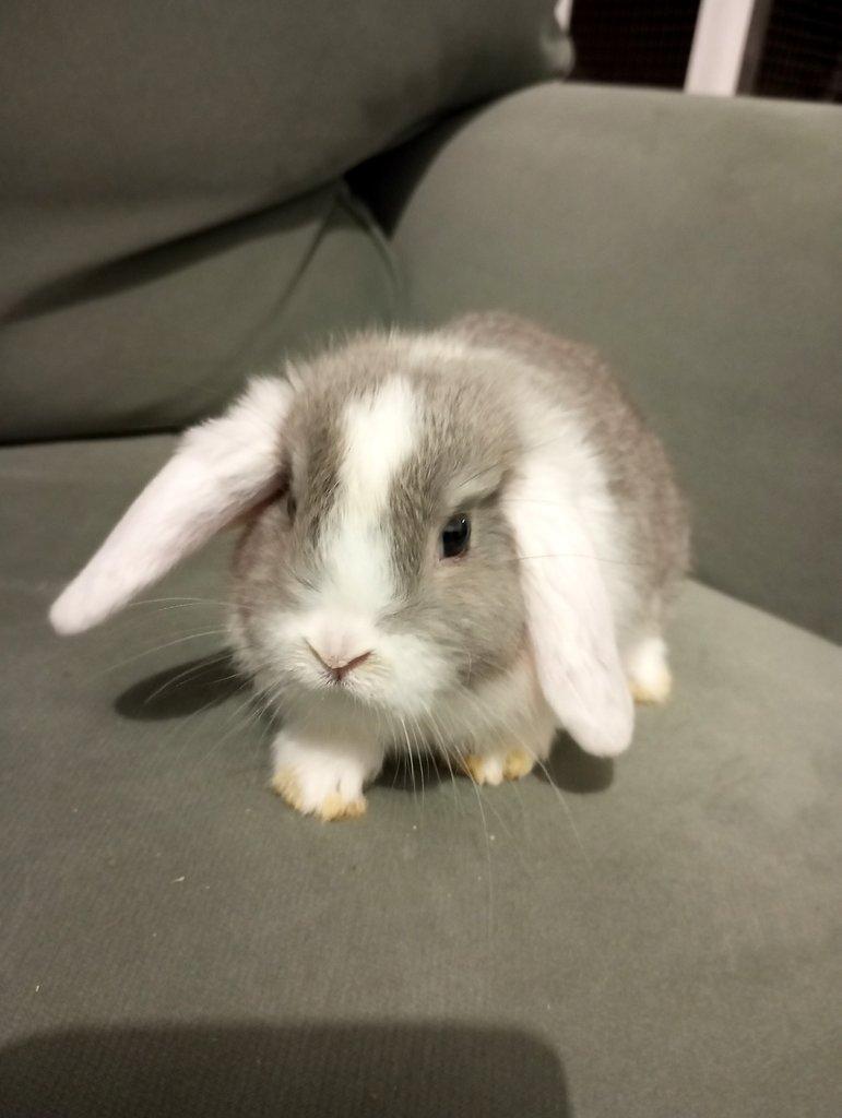 Zakrslý beránek králíček