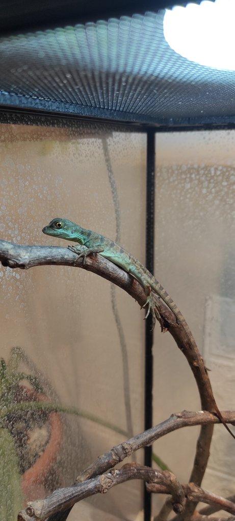 Basiliscus plumifrons