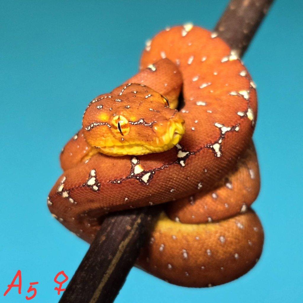 Morelia azurea pulcher (viridis)