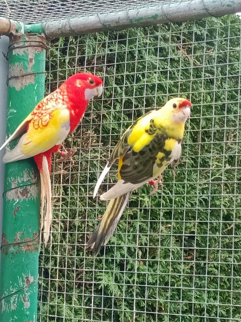 Prodám Roselu penant