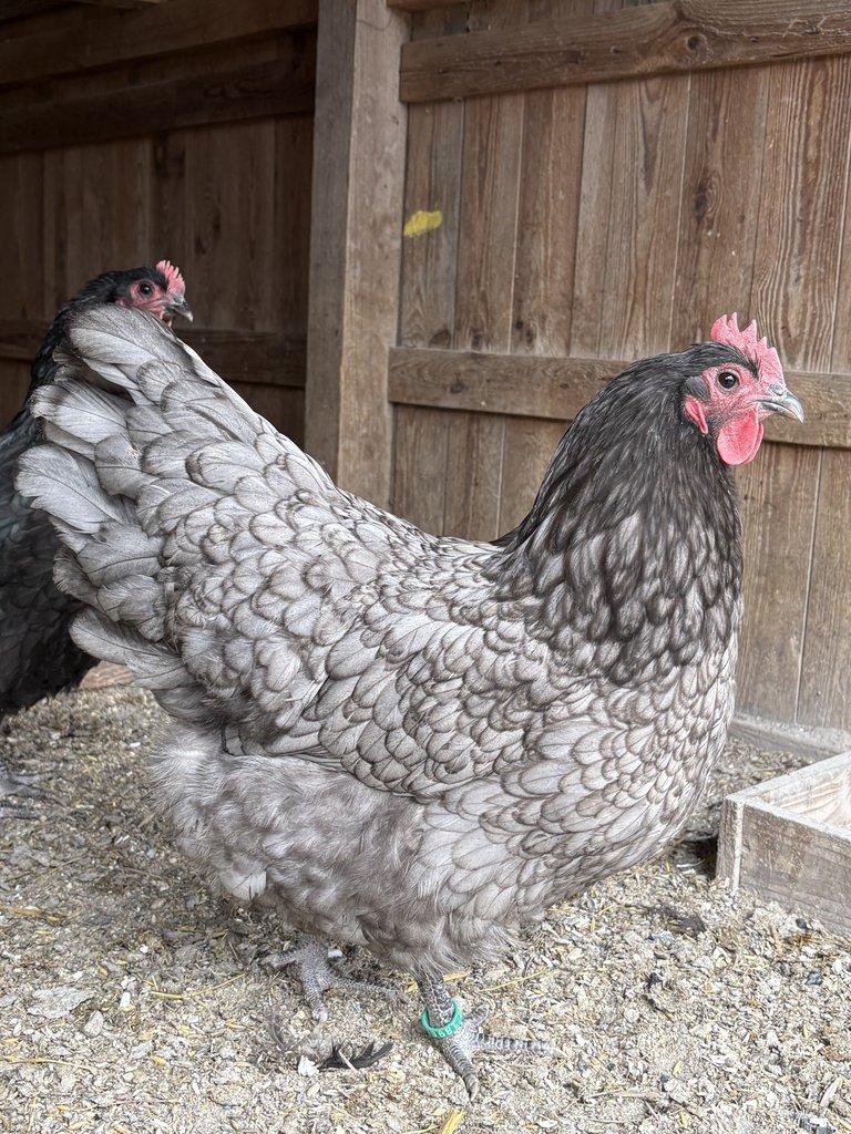 NV velká Australka černá a modrá s lemy