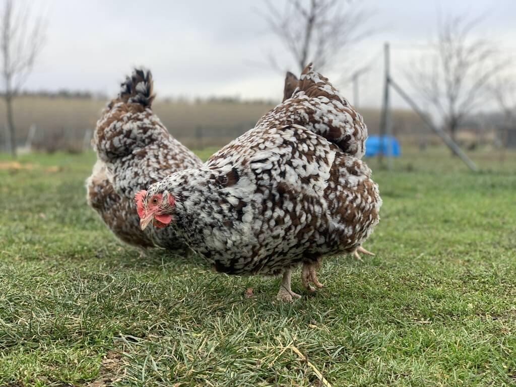 Orpingtonka 🥚🐣 (násadová vejce i kuřátka)